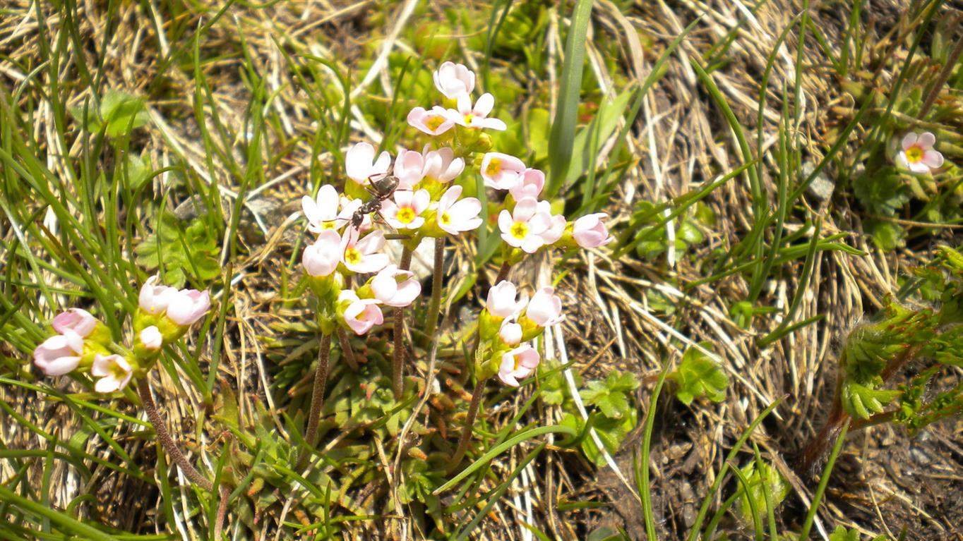 Val d''Aosta 03 - Androsace adfinis